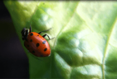 Ladybug